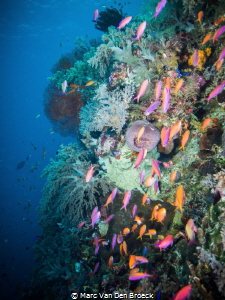 pinckfish by Marc Van Den Broeck 
